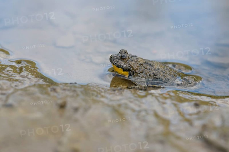 Yellow-bellied toad