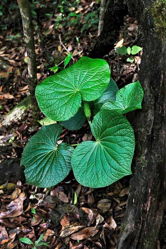 Beautiful green leaves