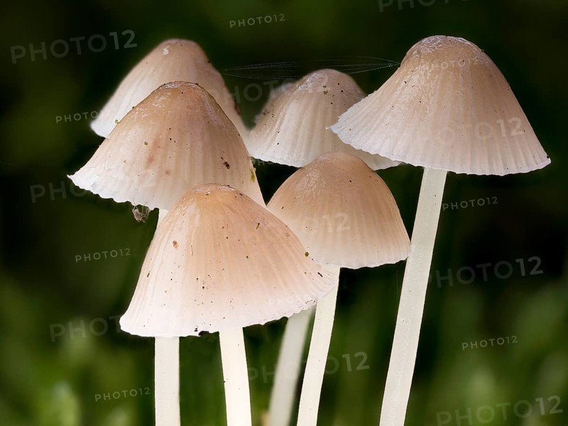 White milky milking bonnet