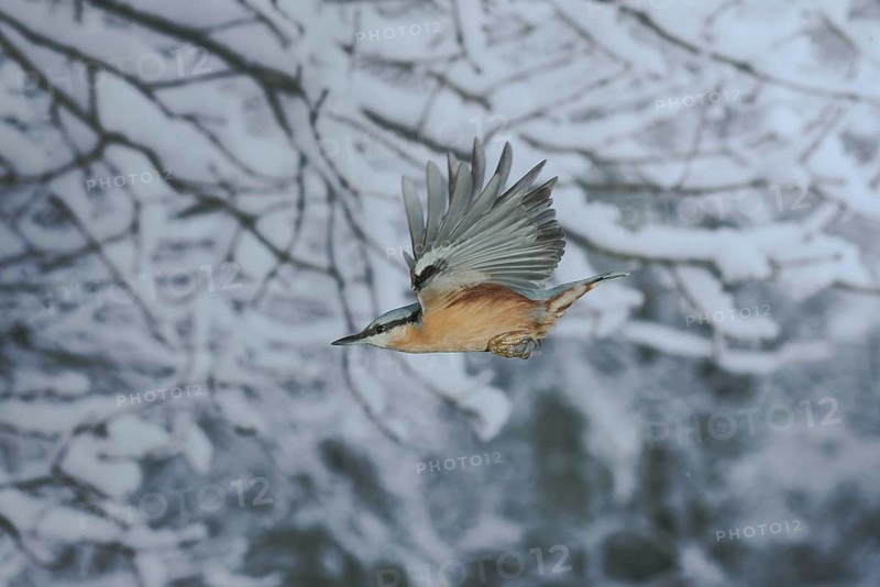 Eurasian nuthatch