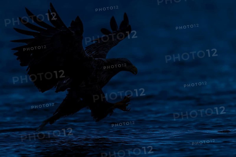White-tailed eagle