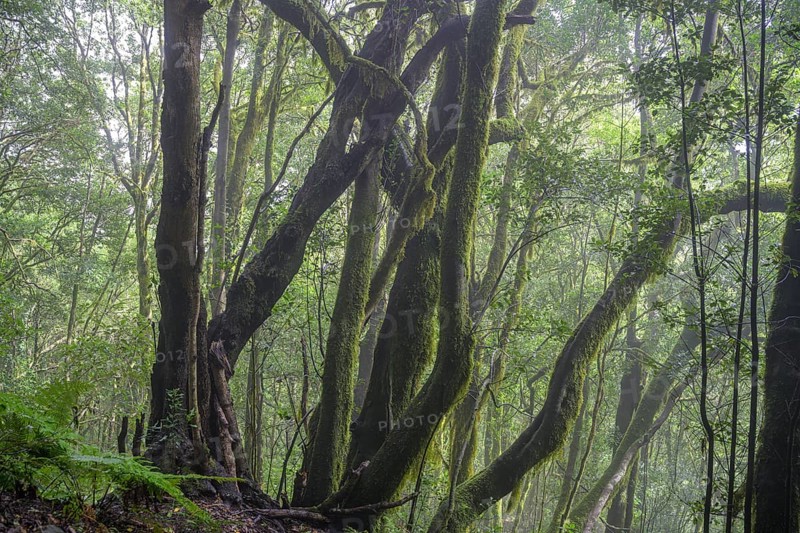 Laurel forest near El Cedro