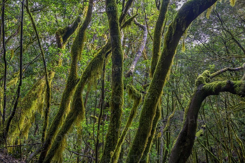 Laurel forest near El Cedro