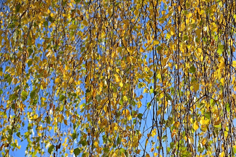 Birch