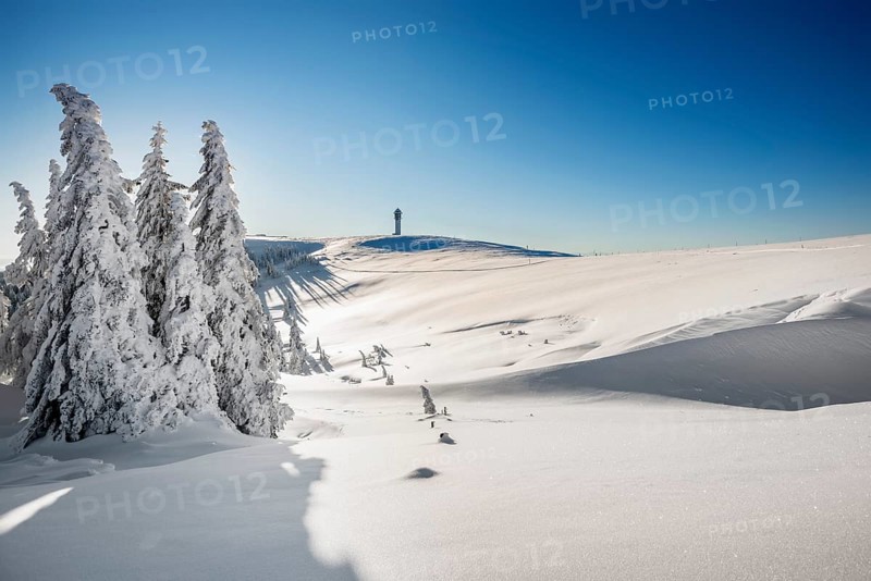 Snow-covered spruces
