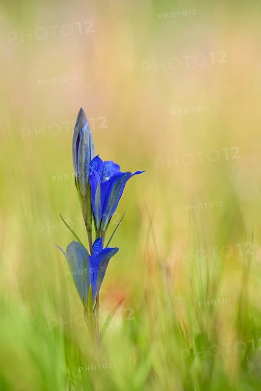 Marsh gentian