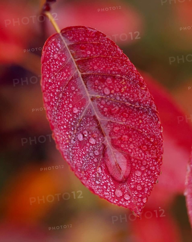 Dogwood leaf with cornelian cherry