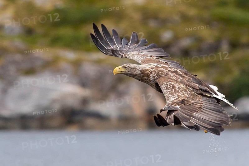 White-tailed eagle