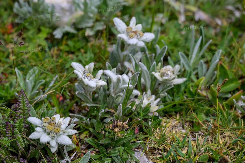 Alpine edelweiss