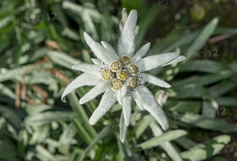 Flower of the alpine edelweiss