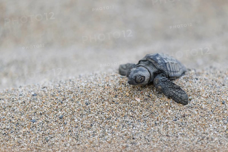 Loggerhead sea turtle