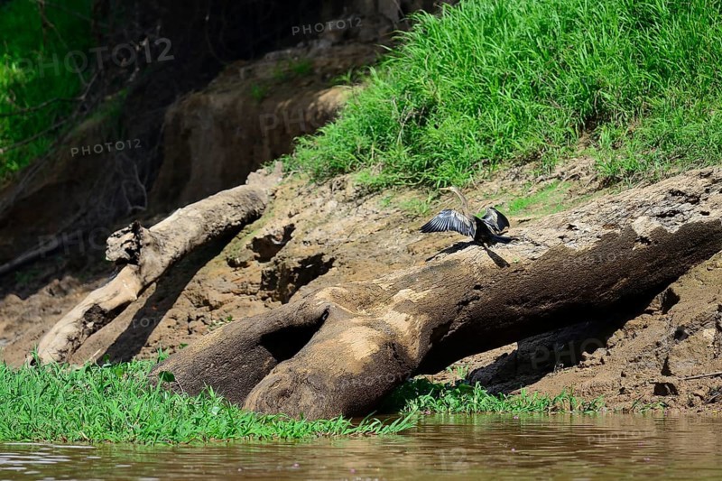 American anhinga