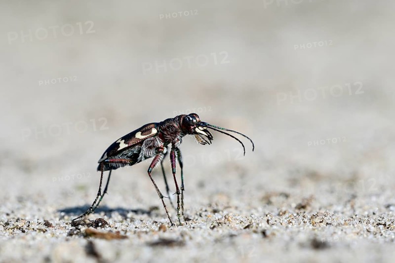 Dune Sand Beetle