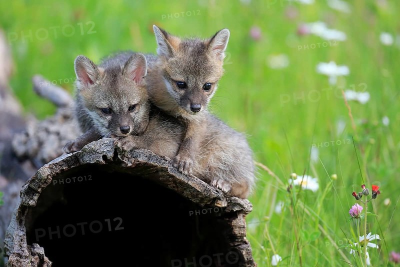 Gray fox