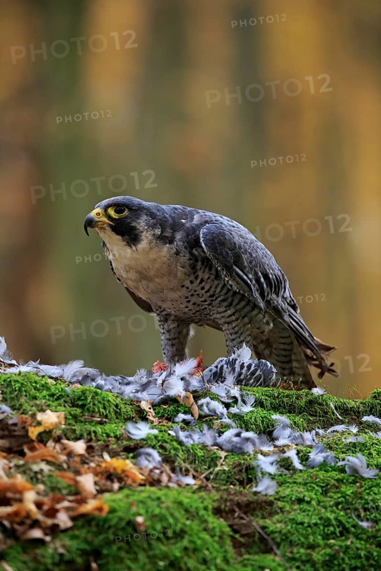 Peregrine falcon