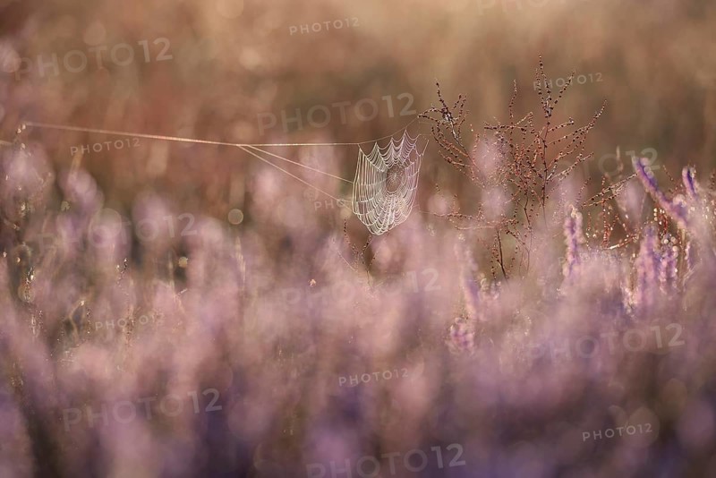 Spider's web with morning dew