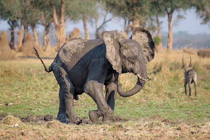 African elephant