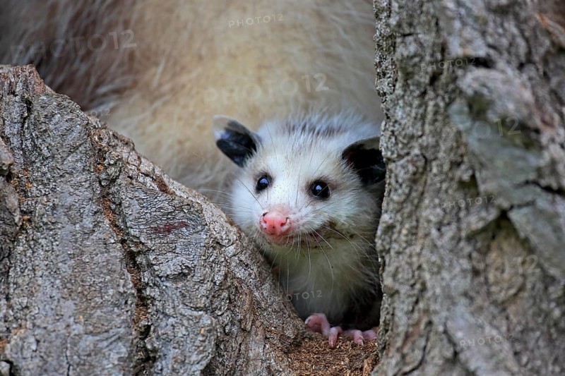 Virginia opossum