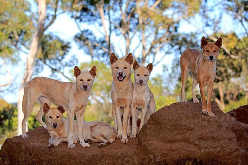 Dingo