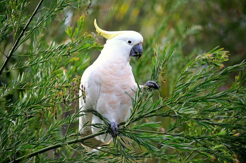 Sulphur-crested cockatoo