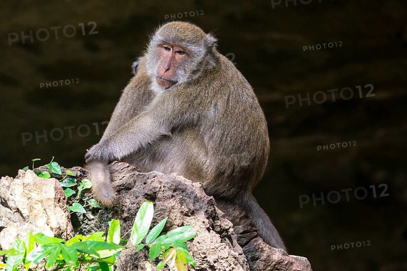 Long-tailed macaque