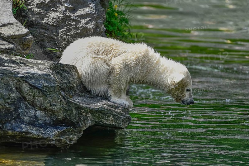 Polar bear cub Hertha