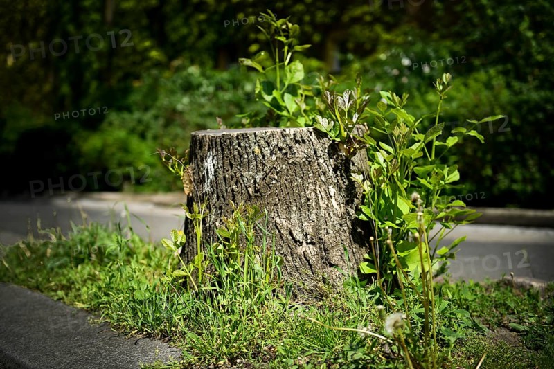 Tree stump
