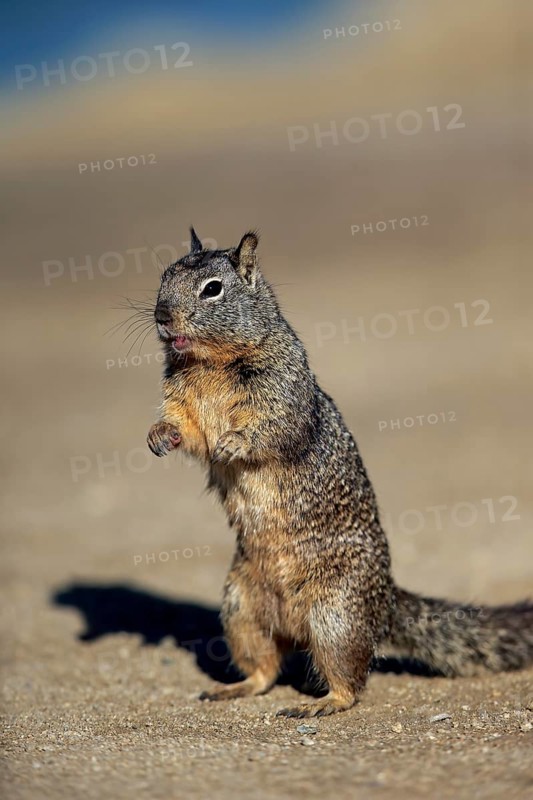 California Ground Squirrel