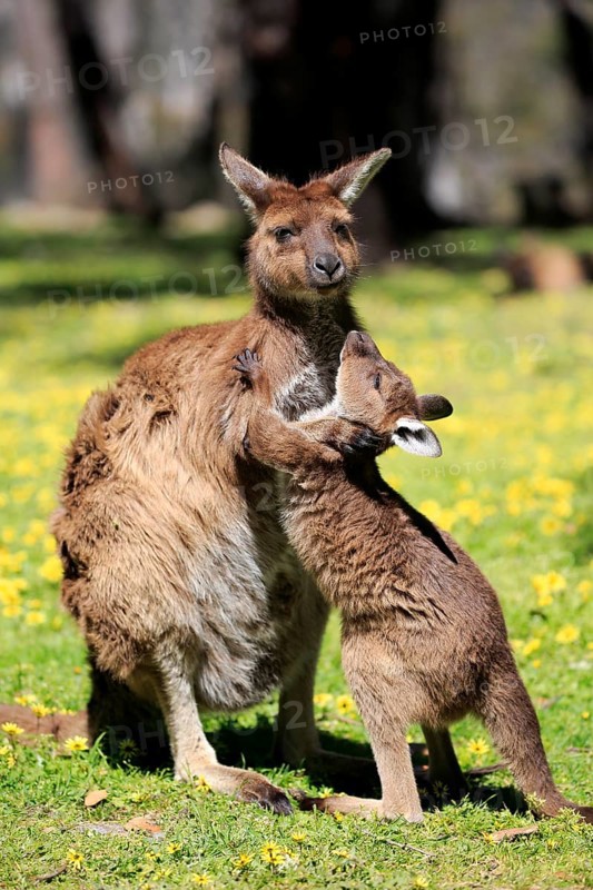 Kangaroo island grey kangaroo