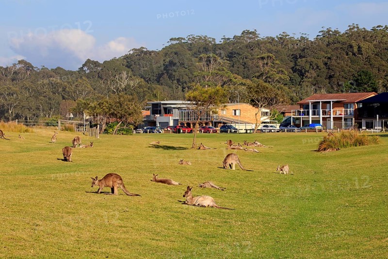 Eastern grey kangaroo