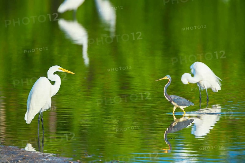 Great white egrets