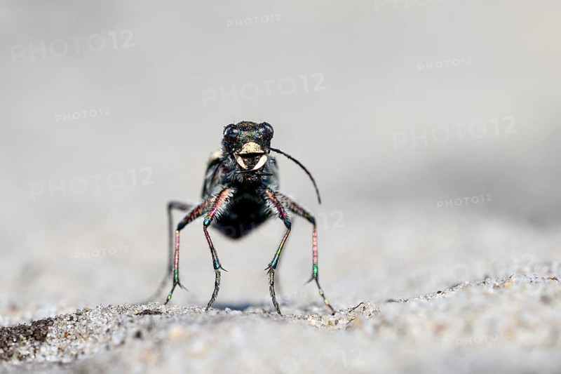 Dune Sand Beetle