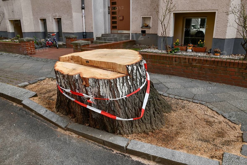 Fallen tree