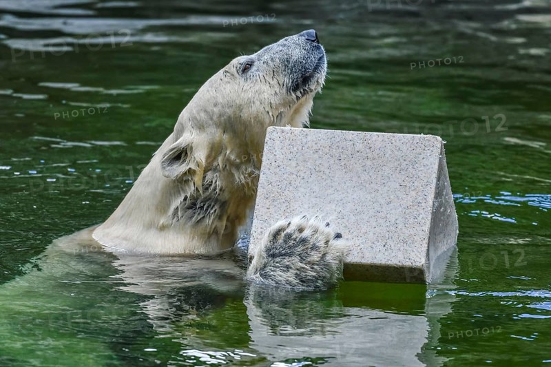 Polar bear Tonja