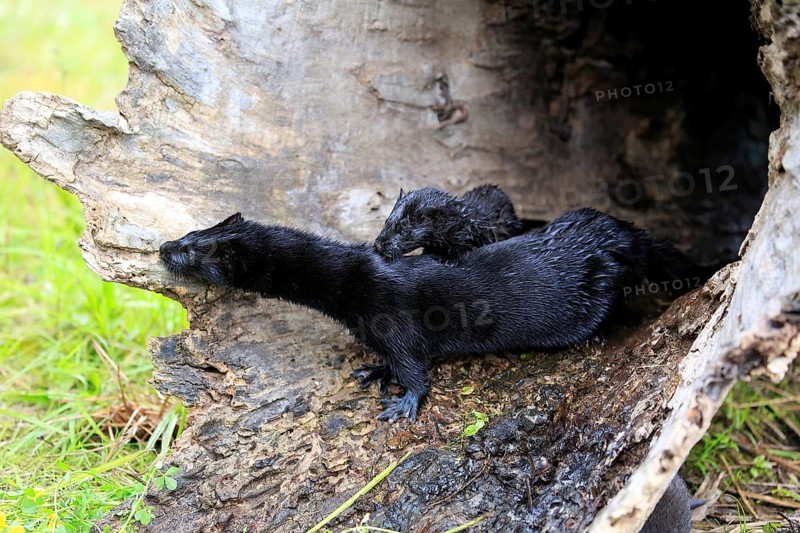 American Mink