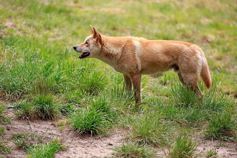 Dingo