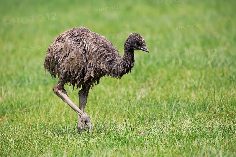 Emu
