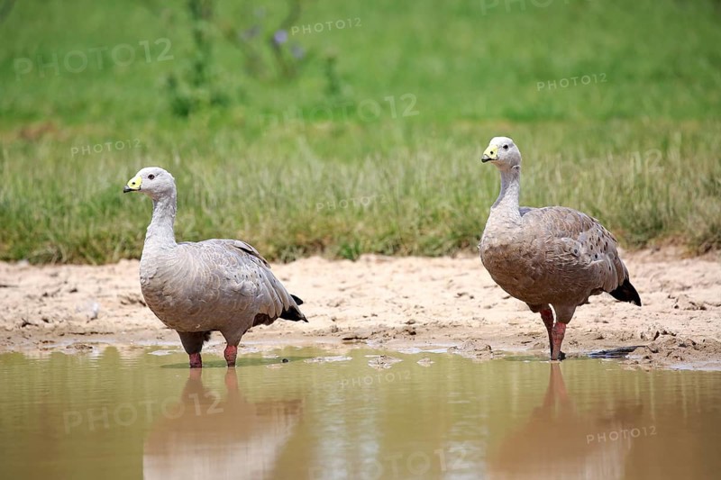 Cape Barren Goose
