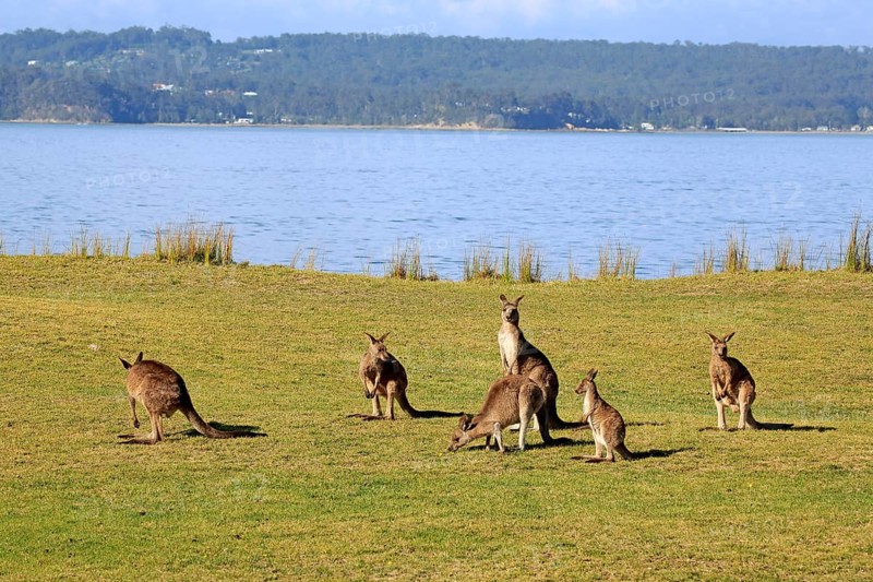 Eastern grey kangaroo