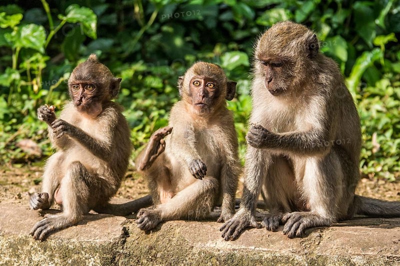 Long-tailed macaque