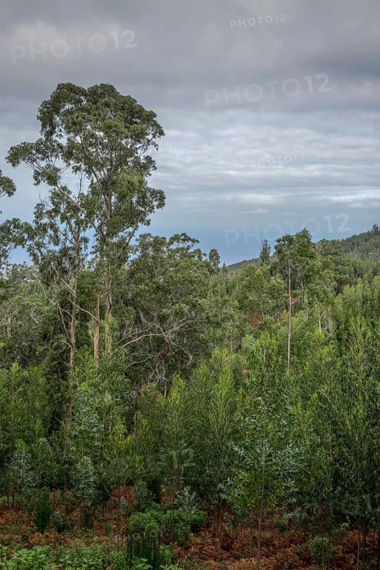 Eucalyptus forest near Achadas da Cruz
