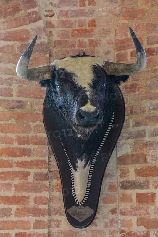 Bull's head