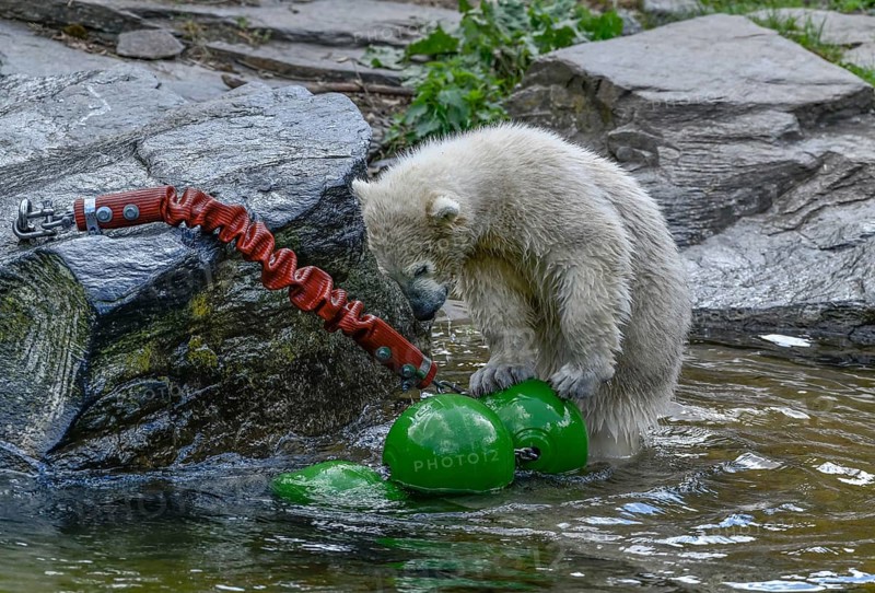 Polar bear cub Hertha