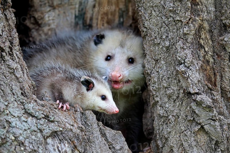 Virginia opossum