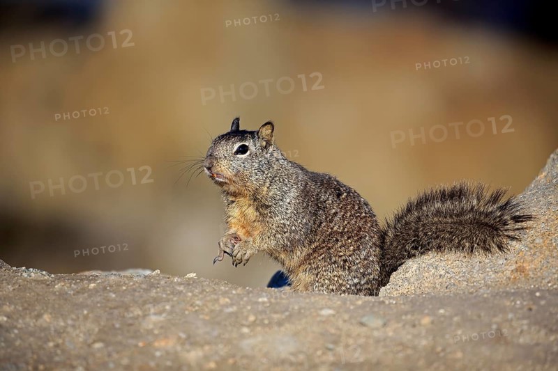 California Ground Squirrel