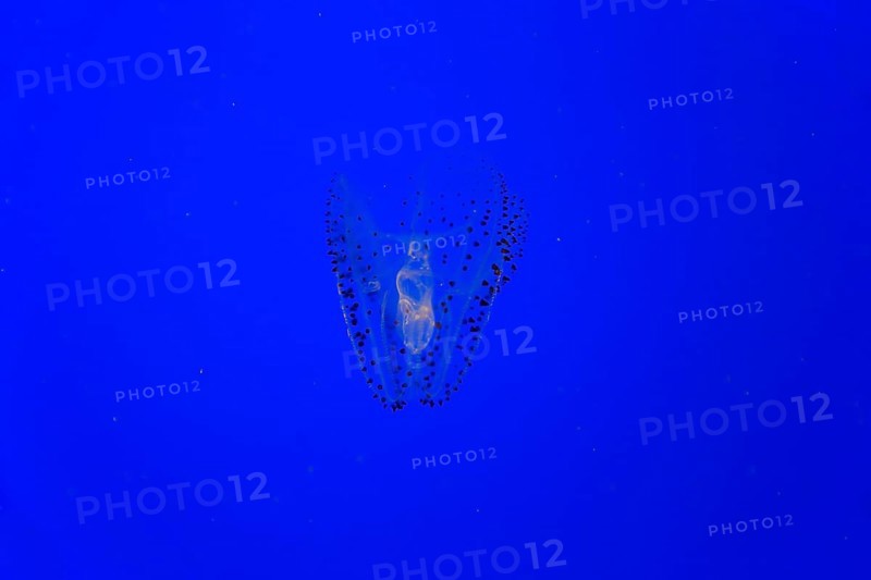 Spotted Comb Jelly