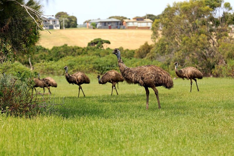 Emu