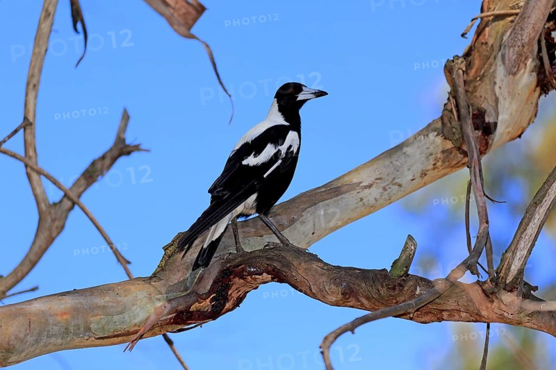 Australian Magpie