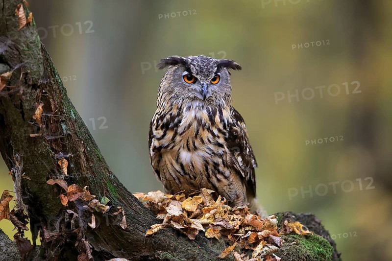 Eurasian Eagle Owl