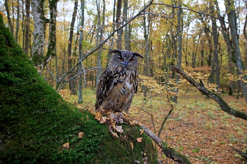 Eurasian Eagle Owl